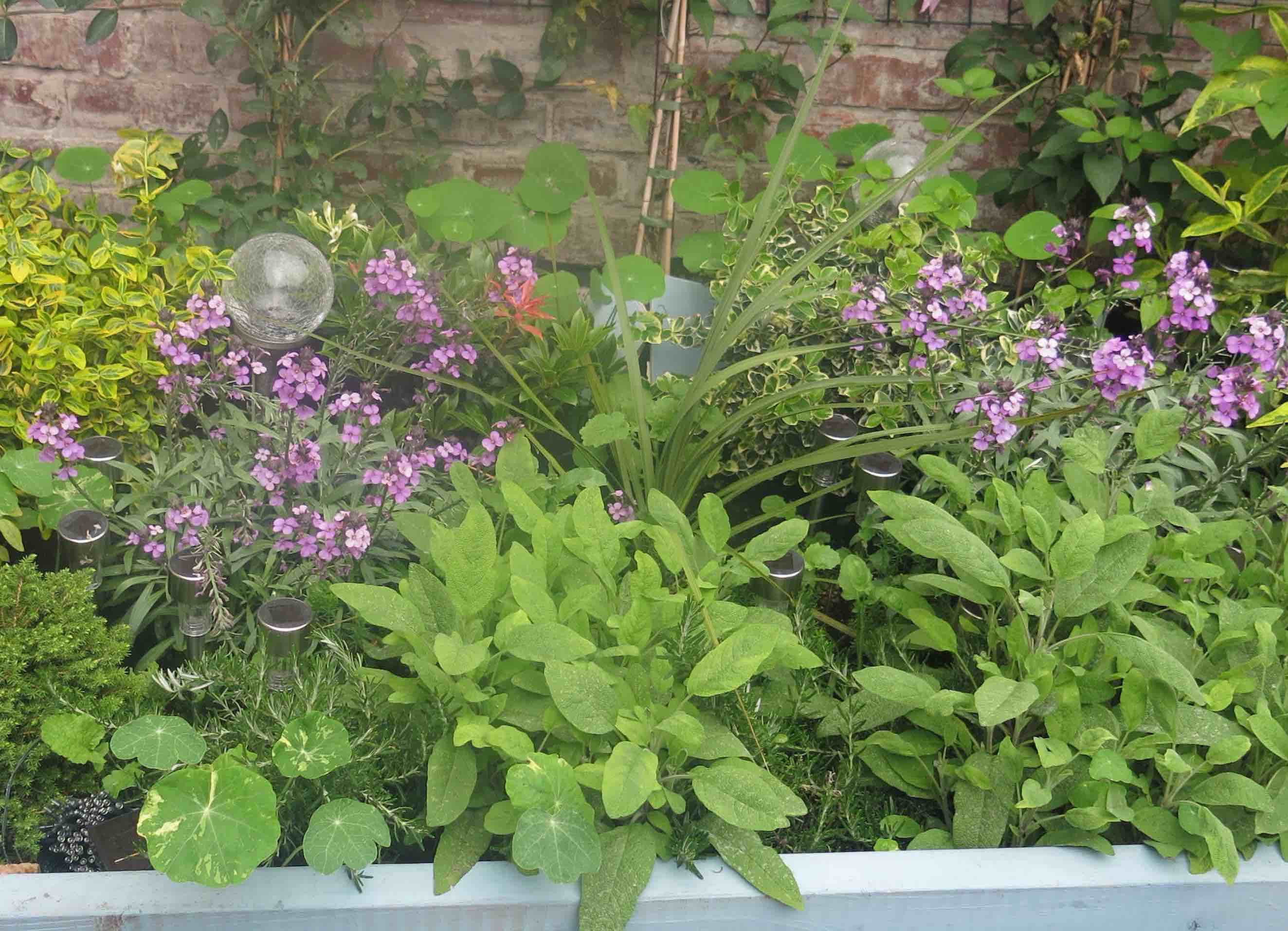 COLLABORATIVE VEG AND HERB ‘PATCH’ LAUNCHES AT ANGEL SQUARE News